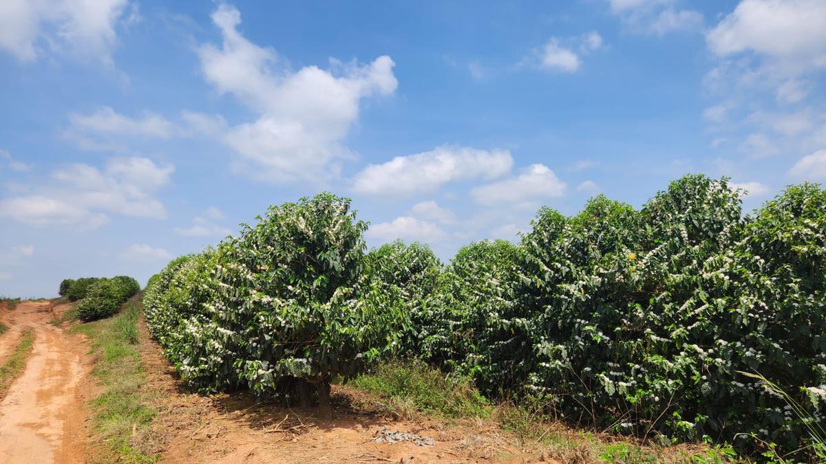 Fazenda, Zona Rural, 1 Quarto, 0 Vaga