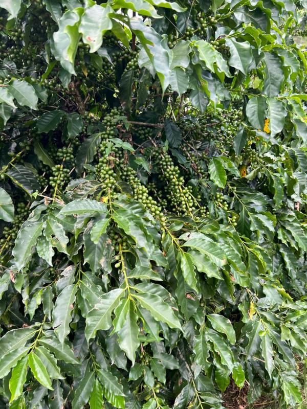 Fazenda, Zona Rural, 0 Quarto, 0 Vaga