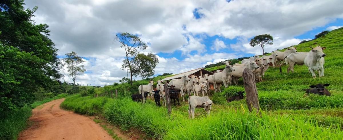 Fazenda, Zona Rural, 4 Quartos, 5 Vagas, 2 Suítes