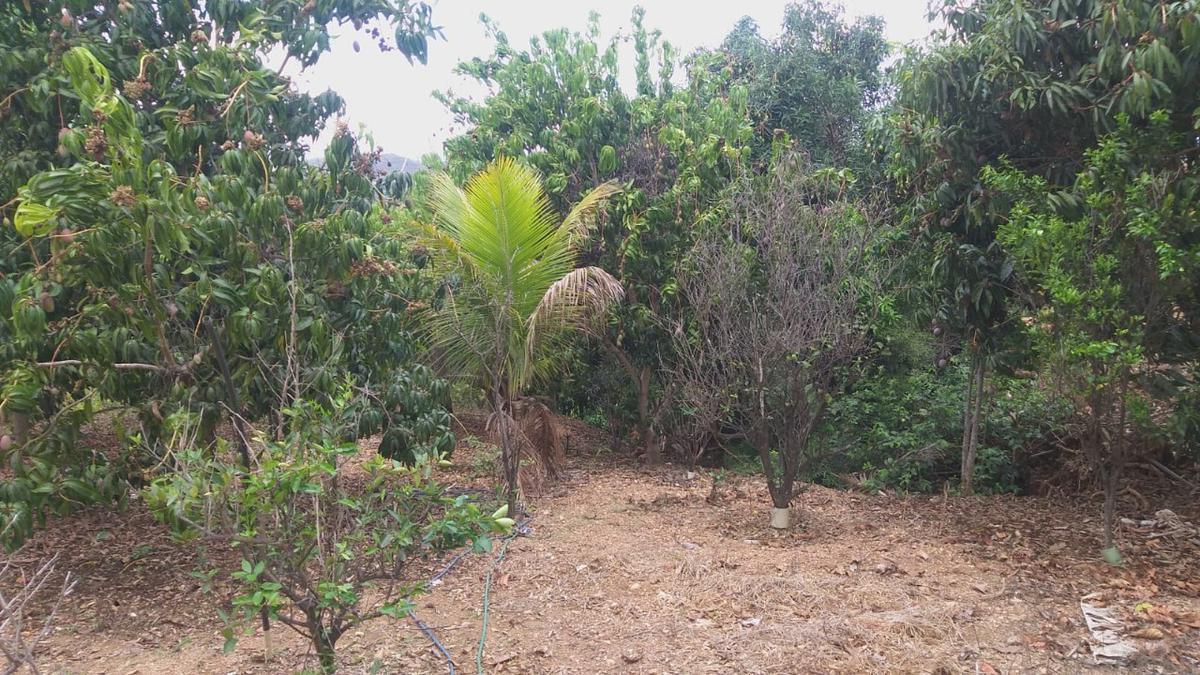 Lote, Palmital, 0 Quarto, 0 Vaga