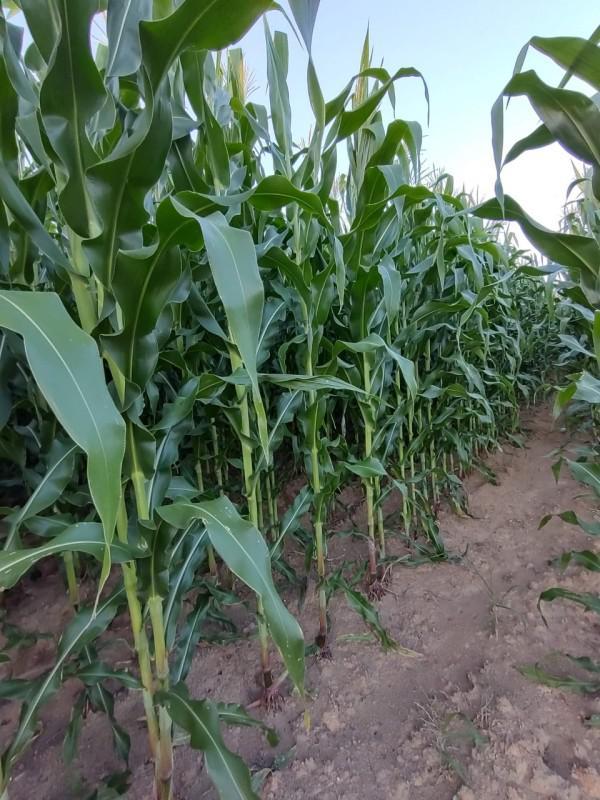 Fazenda, Zona Rural, 4 Quartos, 2 Vagas