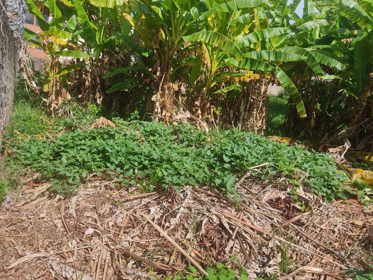 Lote, Palmares, 0 Quarto, 0 Vaga