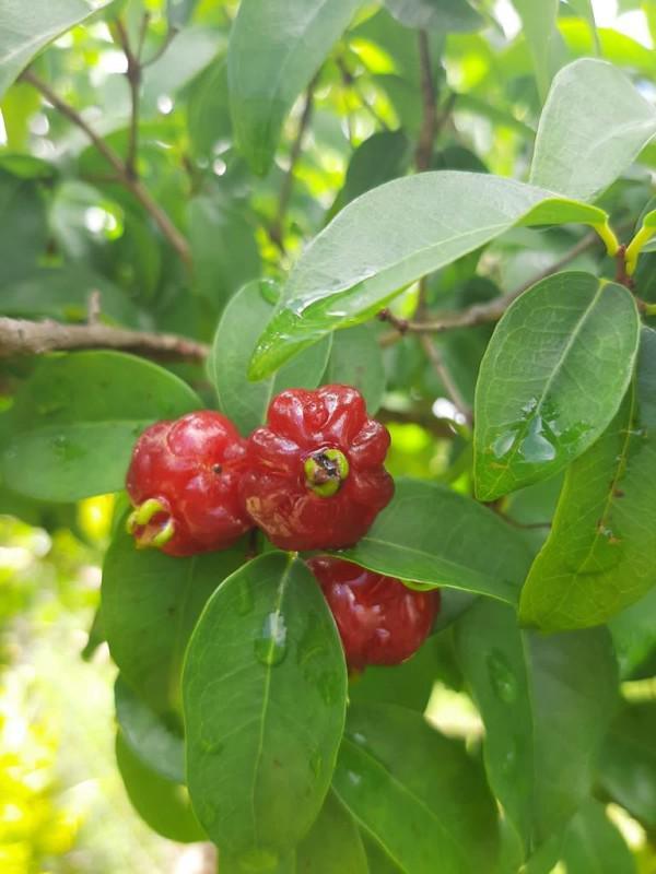 Fazenda, Andiroba, 3 Quartos, 10 Vagas