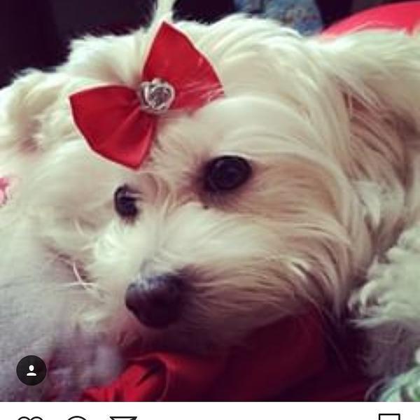 Cachorrinha Desaparecida em Contagem