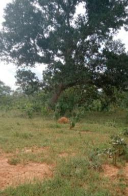Fazenda, Zona Rural, 3 Quartos, 0 Vaga