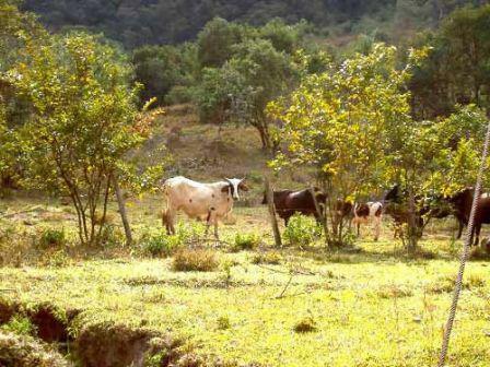 Lote, Santo Antonio do Leite, 1 Quarto, 1 Vaga
