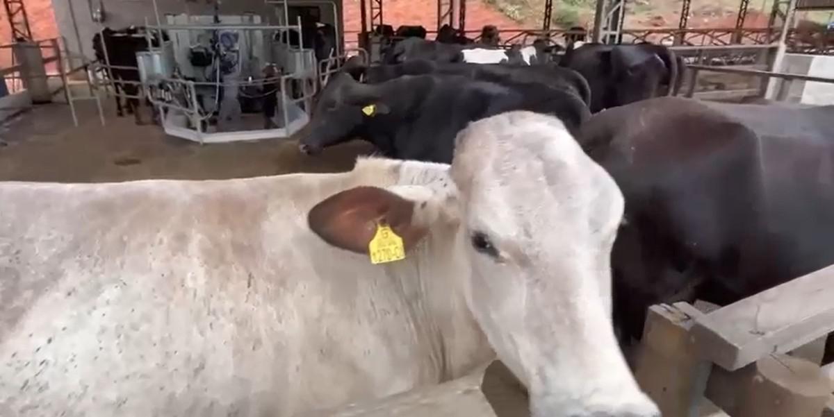 Fazenda, Area Rural de Juiz de Fora, 0 Quarto, 0 Vaga