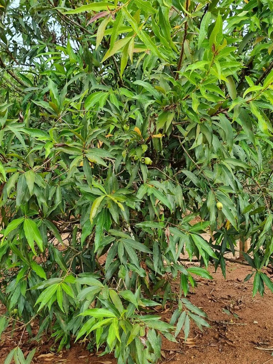 Fazenda, São José, 2 Quartos, 0 Vaga, 2 Suítes