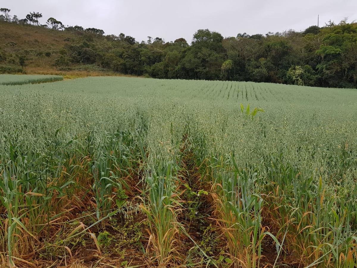 Fazenda, Centro, 3 Quartos, 0 Vaga