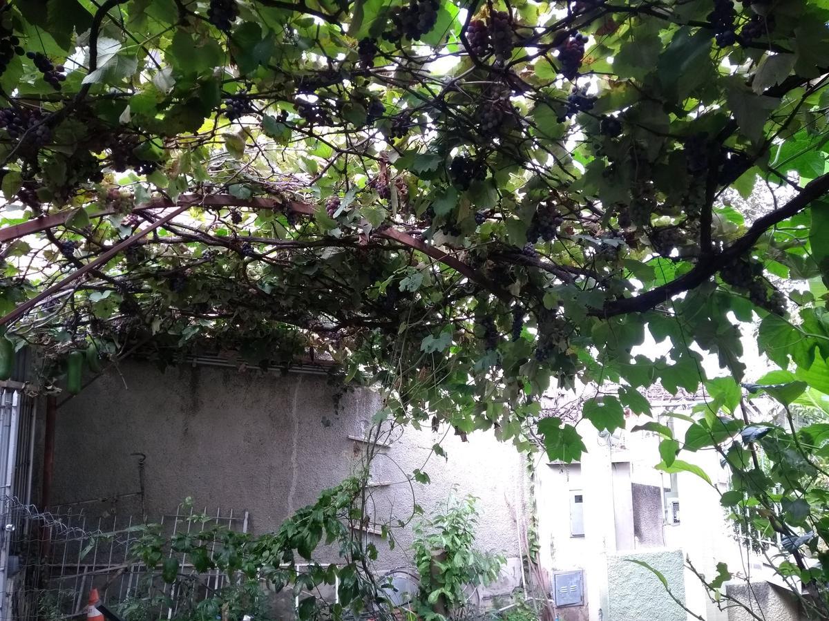 Casa, Santa Mônica, 3 Quartos, 3 Vagas