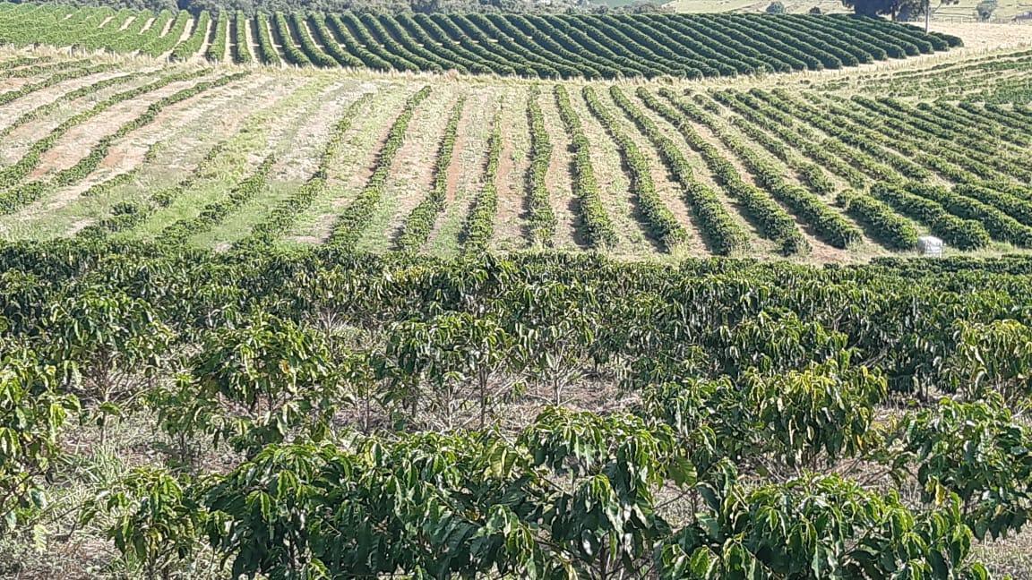 Fazenda, Centro, 3 Quartos, 1 Vaga