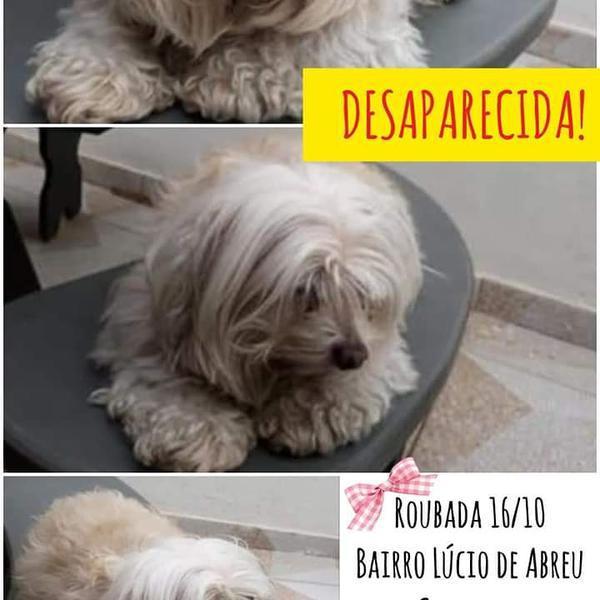 Cachorrinha Desaparecida em Contagem