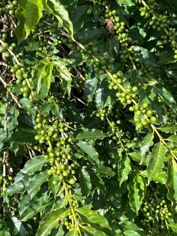 Fazenda, Zona Rural, 0 Quarto, 0 Vaga