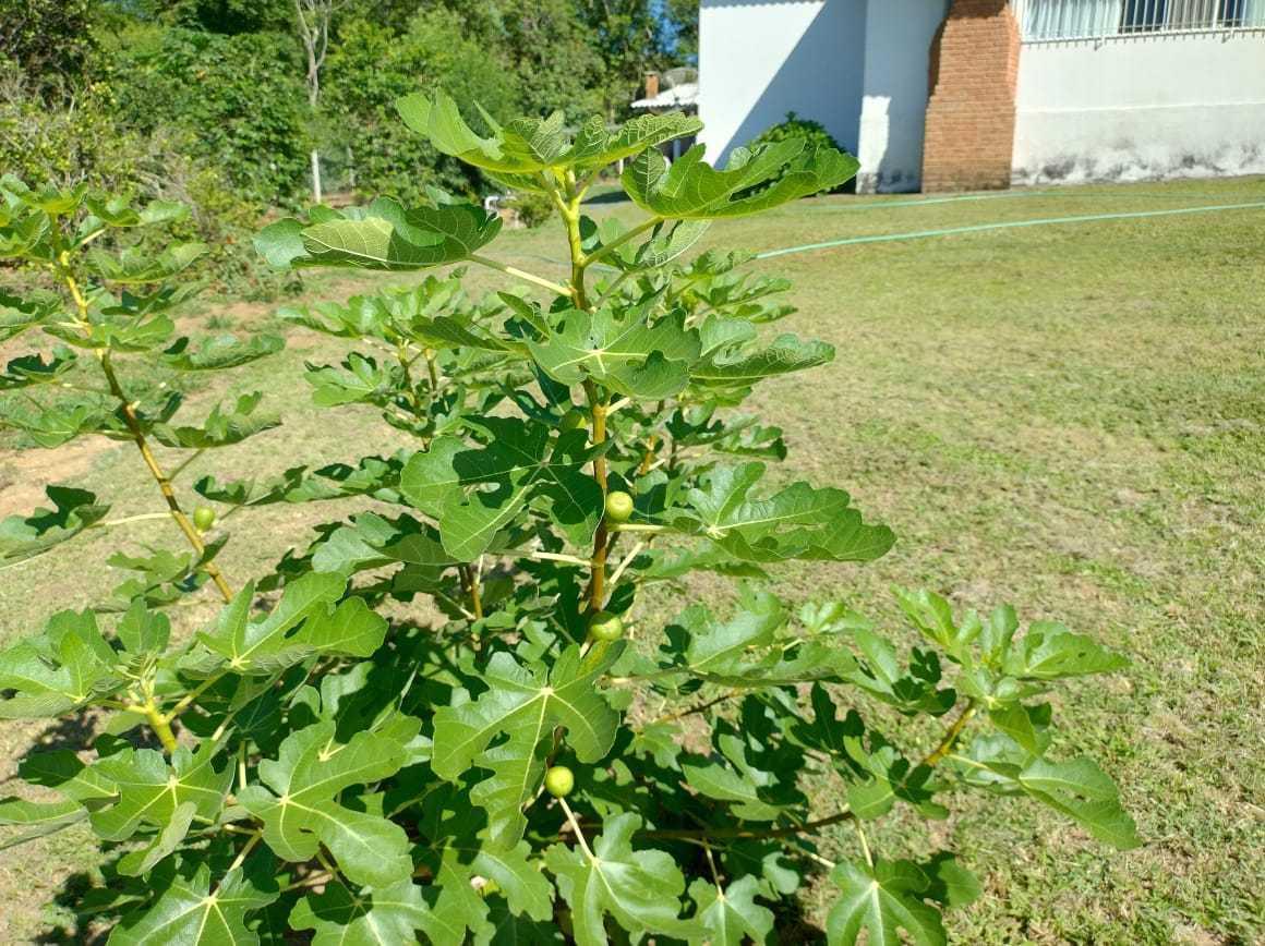 Fazenda, Zona Rural, 3 Quartos, 2 Vagas, 2 Suítes