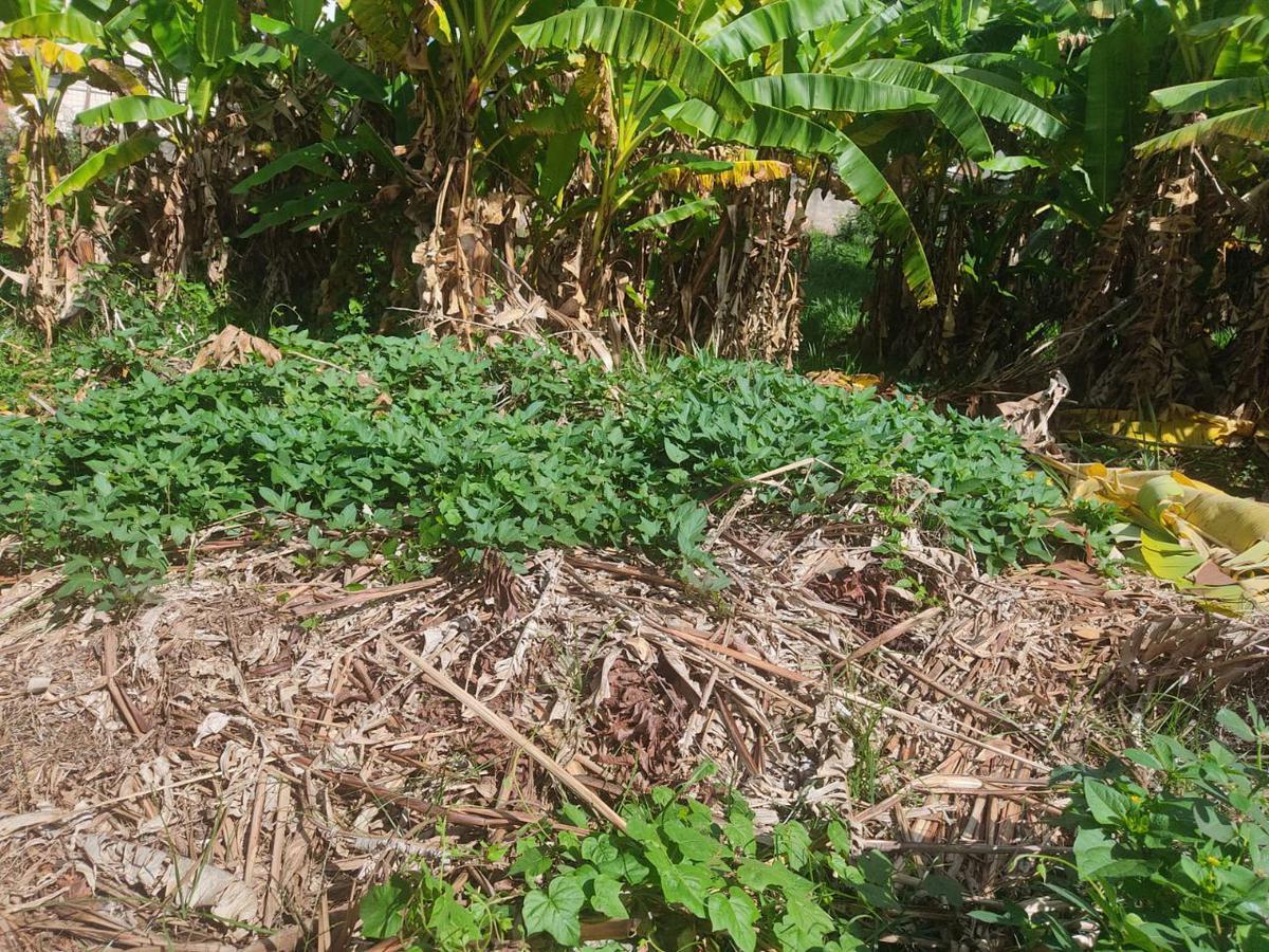 Lote, Palmares, 0 Quarto, 0 Vaga
