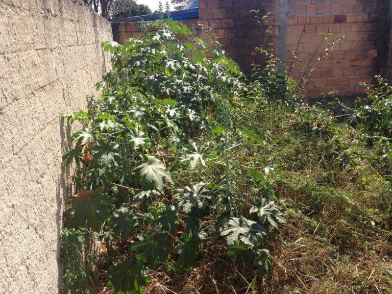 Lote, Tijuca
