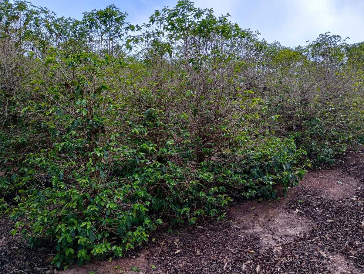Fazenda, Zona Rural, 1 Quarto, 0 Vaga