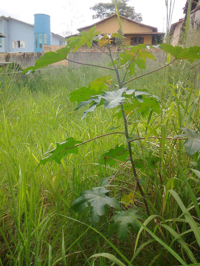 Lote, Jardim Riacho das Pedras, 0 Quarto, 0 Vaga