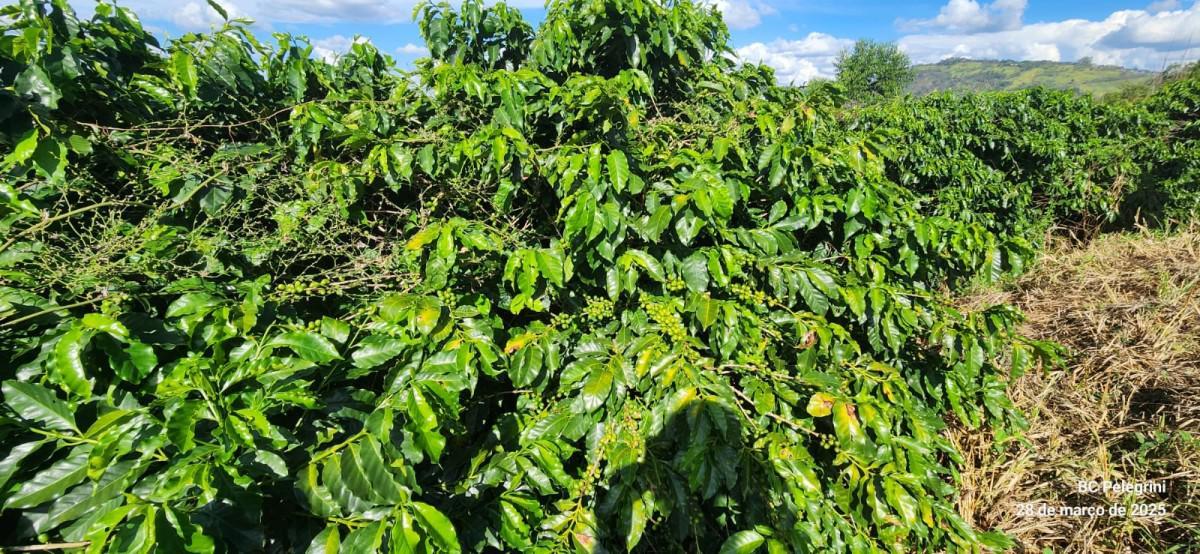 Fazenda, Zona Rural, 1 Quarto, 0 Vaga