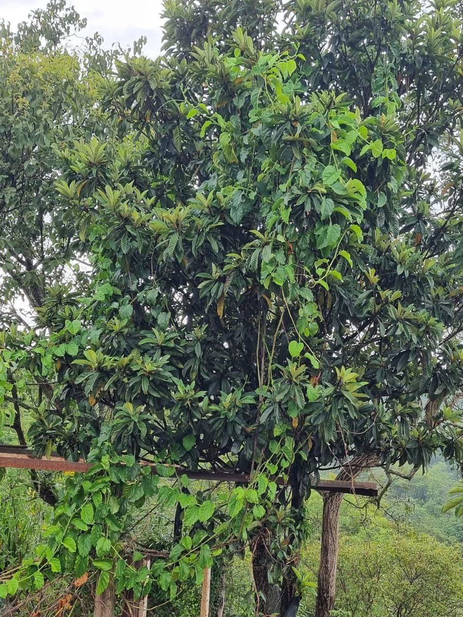 Fazenda, São José, 2 Quartos, 0 Vaga, 2 Suítes