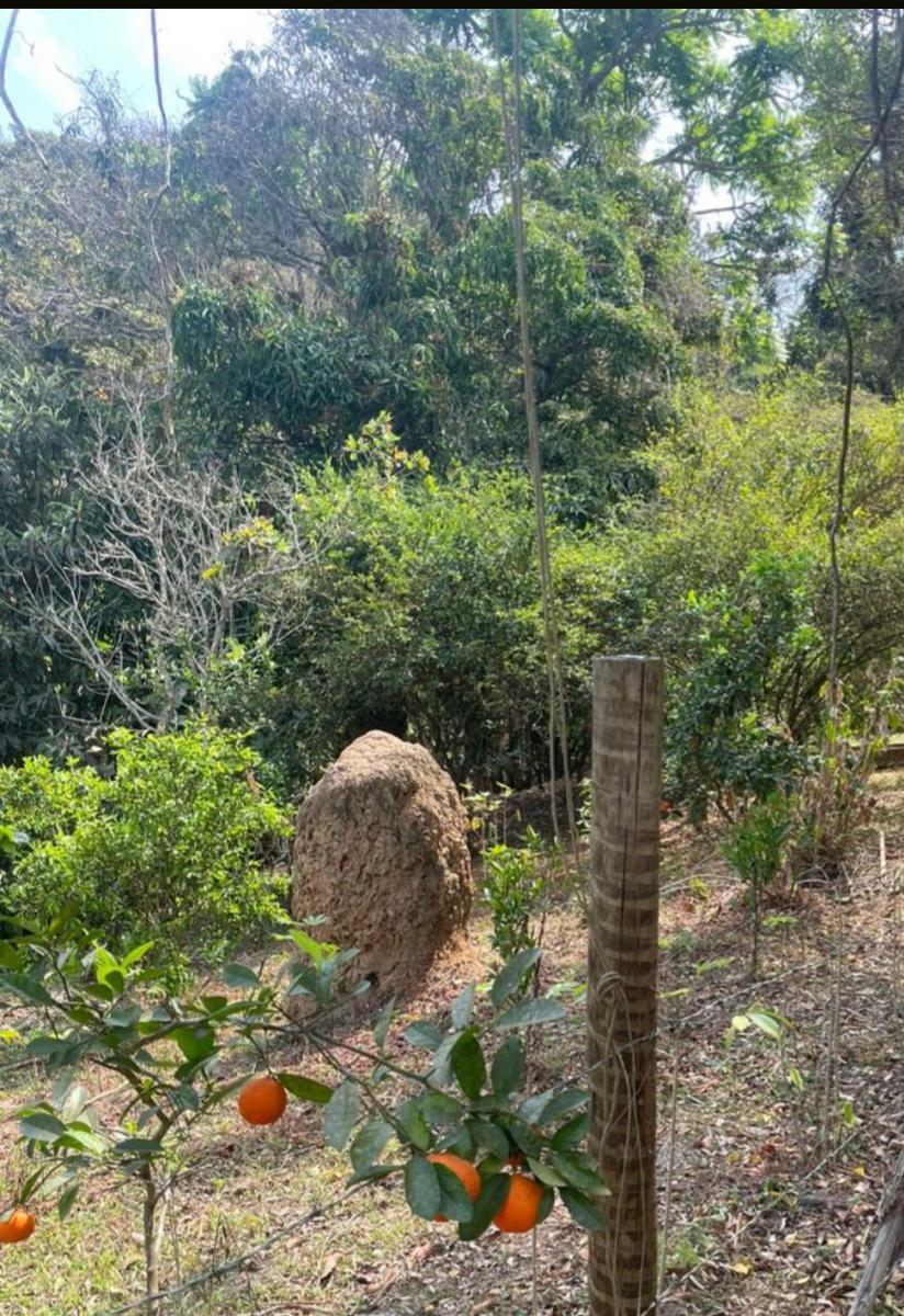 Fazenda, Centro, 4 Quartos, 10 Vagas