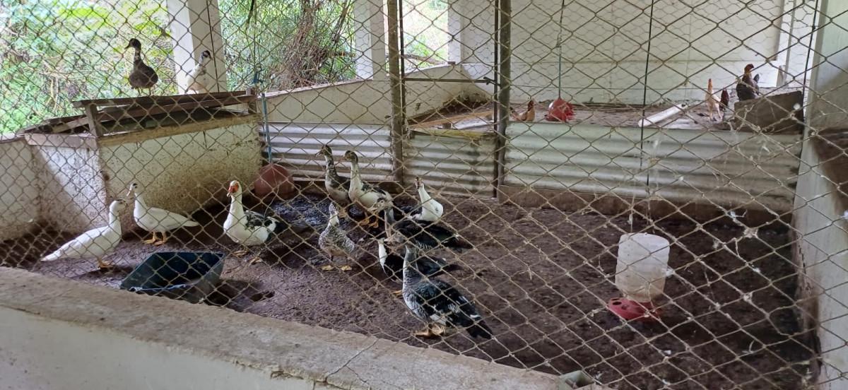 Fazenda, Bambus, 3 Quartos, 10 Vagas