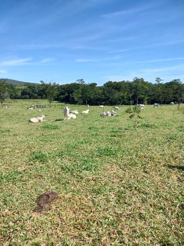 Fazenda, Centro, 0 Quarto, 0 Vaga