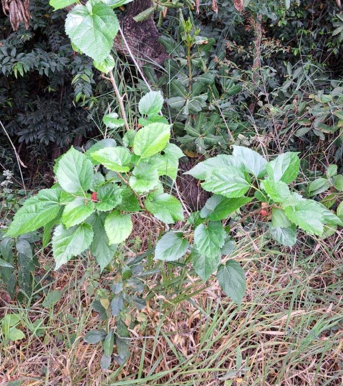 Fazenda, Ravena, 1 Quarto, 0 Vaga