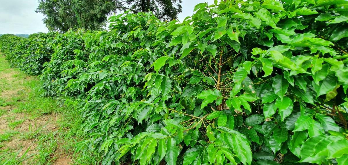 Fazenda, Zona Rural, 0 Quarto, 0 Vaga