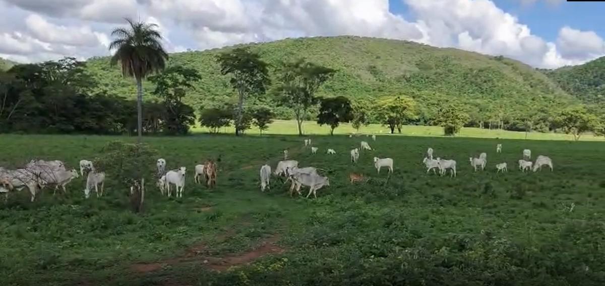 Fazenda, Zona Rural, 0 Quarto, 0 Vaga