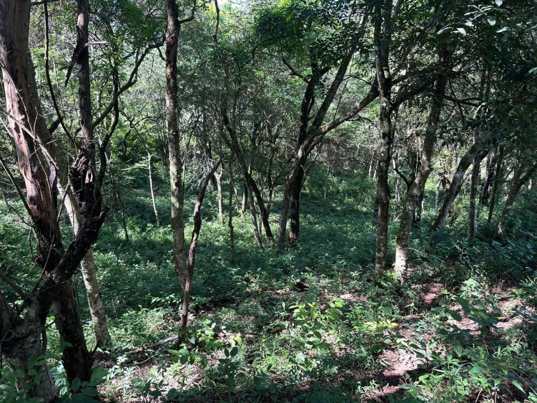 Fazenda, Centro, 0 Quarto, 0 Vaga