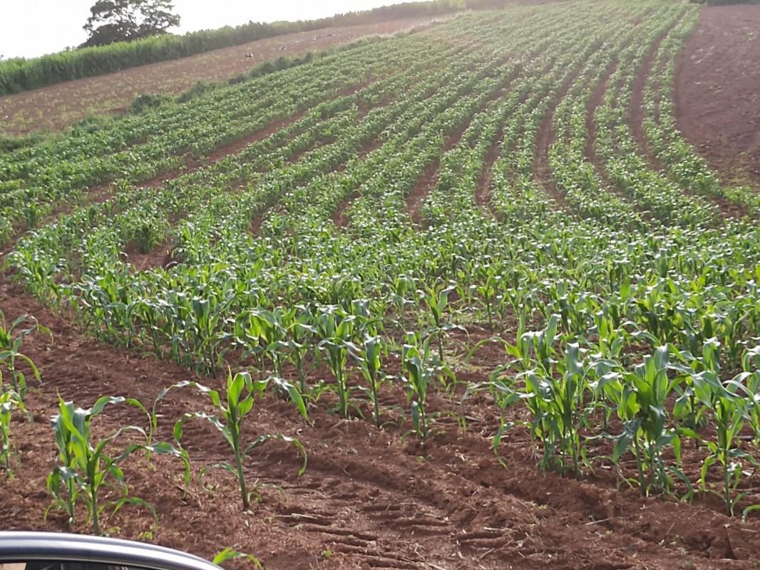 Fazenda, Zona Rural, 4 Quartos, 2 Vagas