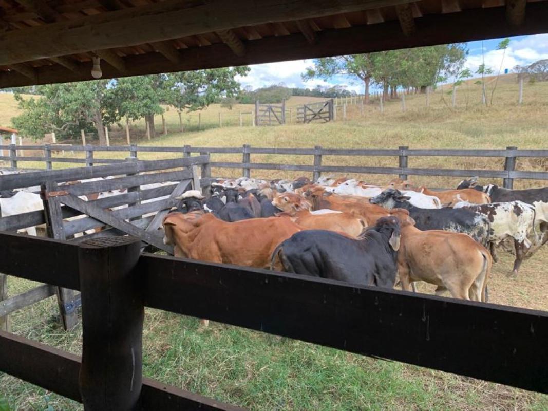 Fazenda, Zona Rural, 3 Quartos, 0 Vaga