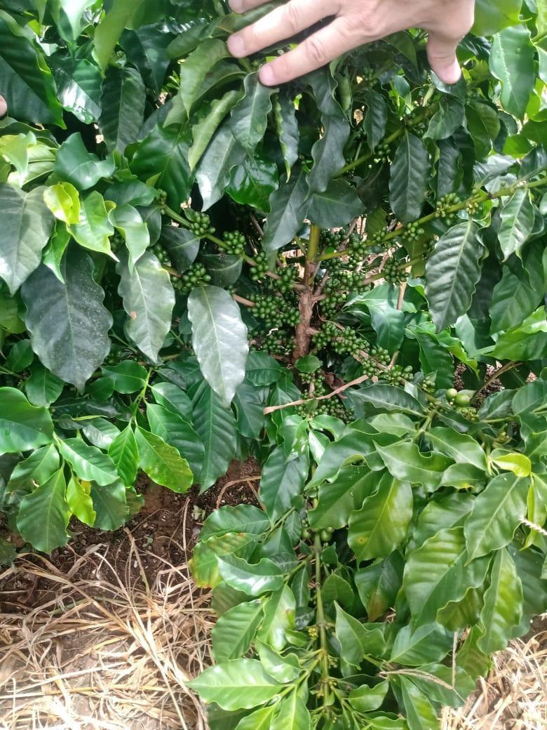 Fazenda, São Sebastião da Estrela, 1 Quarto, 1 Vaga, 1 Suíte