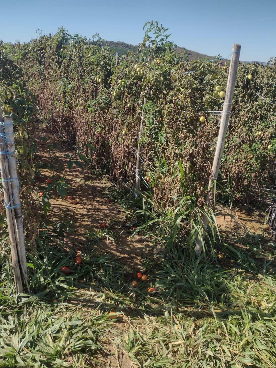 Fazenda, Centro, 1 Quarto, 0 Vaga