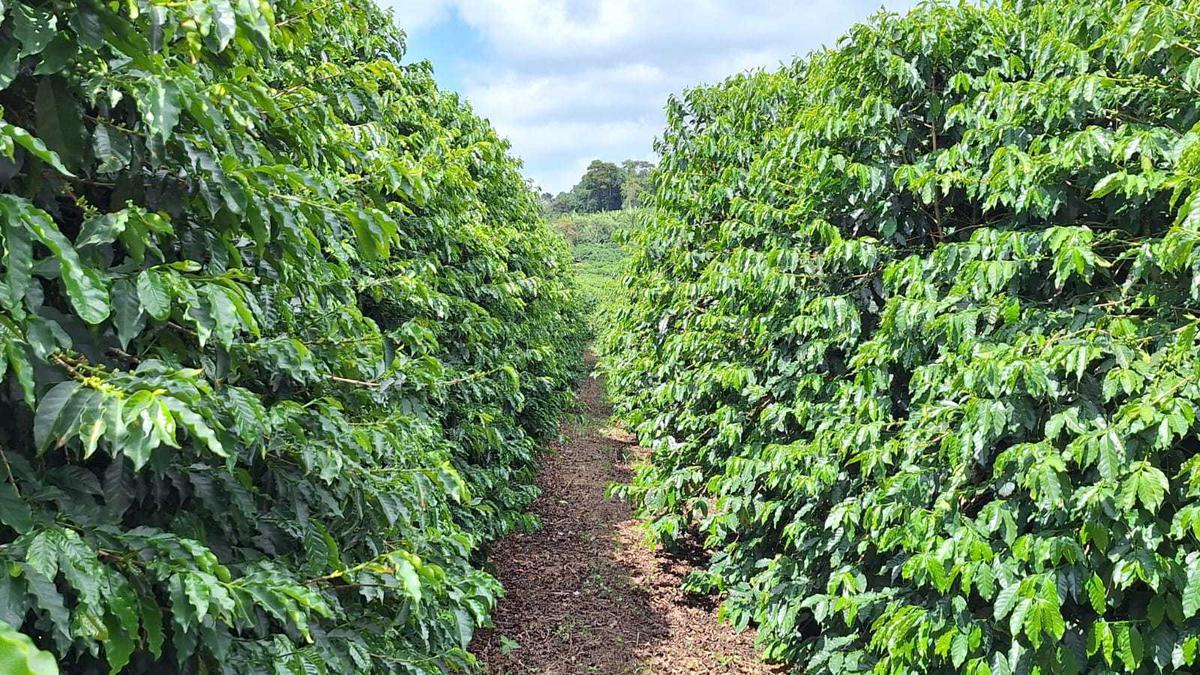 Fazenda, Zona Rural, 3 Quartos, 0 Vaga