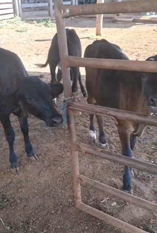 Fazenda, Zona Rural, 0 Quarto, 0 Vaga