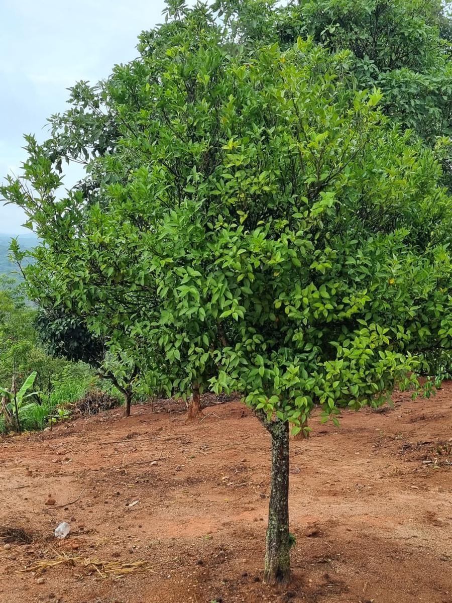 Fazenda, São José, 2 Quartos, 0 Vaga, 2 Suítes