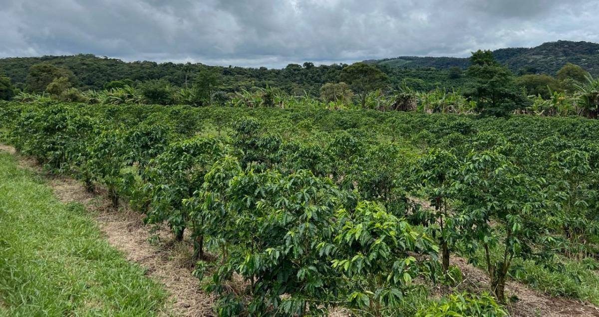 Fazenda, Zona Rural, 0 Quarto, 0 Vaga