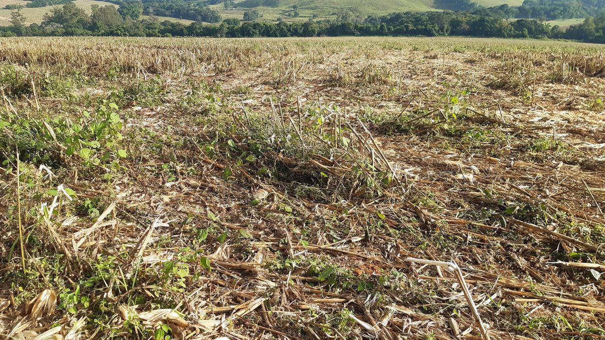 Fazenda, Centro, 1 Quarto, 0 Vaga