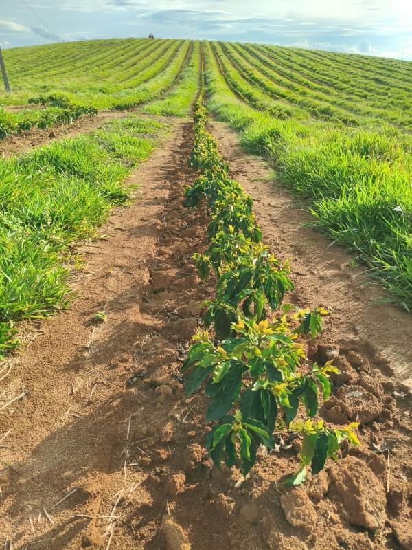 Fazenda, Zona Rural, 0 Quarto, 0 Vaga