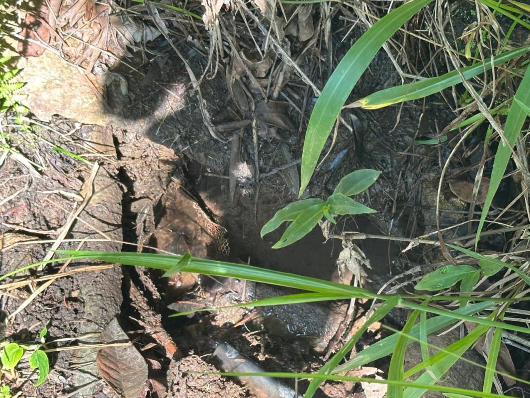 Fazenda, Centro, 0 Quarto, 0 Vaga