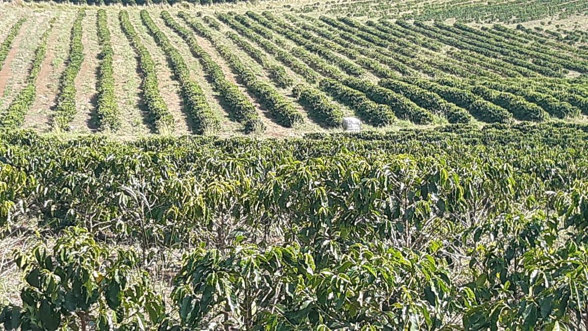 Fazenda, Centro, 3 Quartos, 1 Vaga