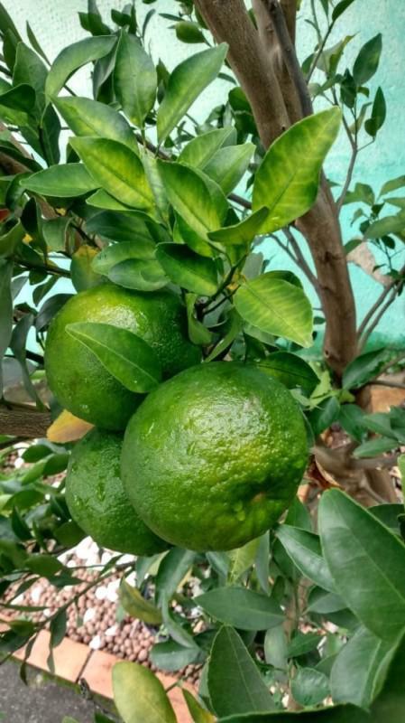 Casa, Tirol, 3 Quartos, 10 Vagas