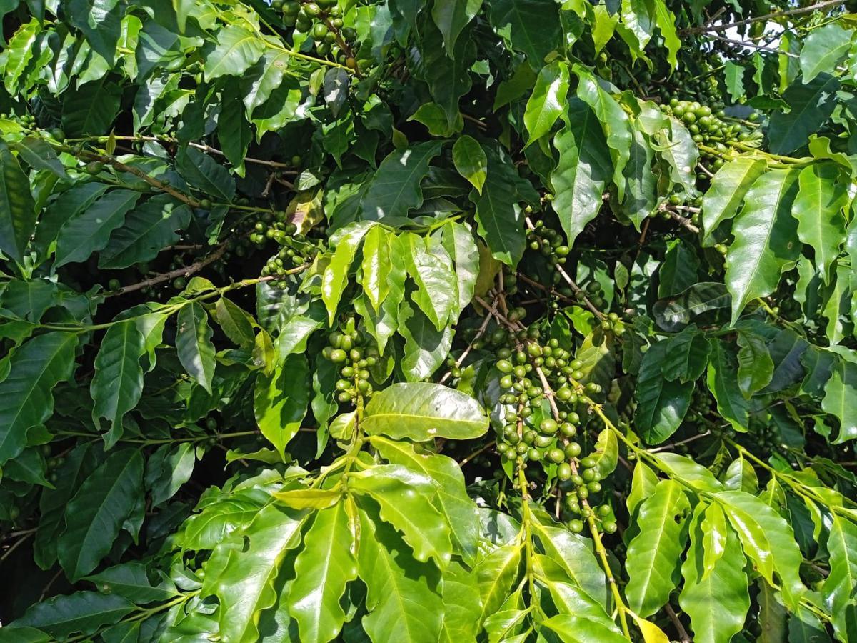 Fazenda, Zona Rural, 0 Quarto, 0 Vaga