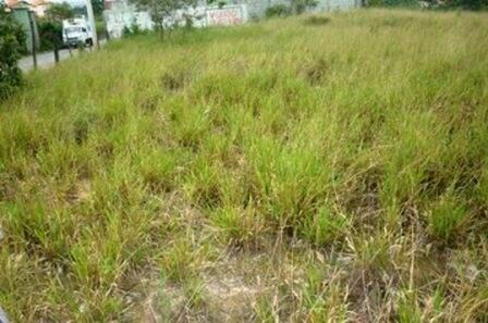 Lote, Vila Magdalena, 0 Quarto, 0 Vaga