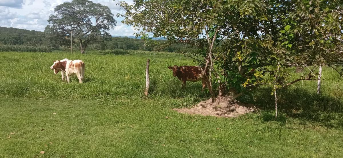 Fazenda, Zona Rural, 0 Quarto, 0 Vaga