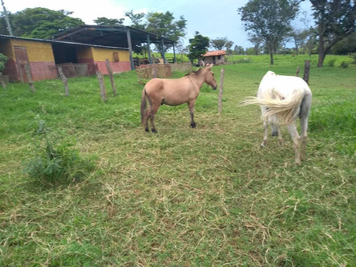 Fazenda, Zona Rural, 3 Quartos, 0 Vaga
