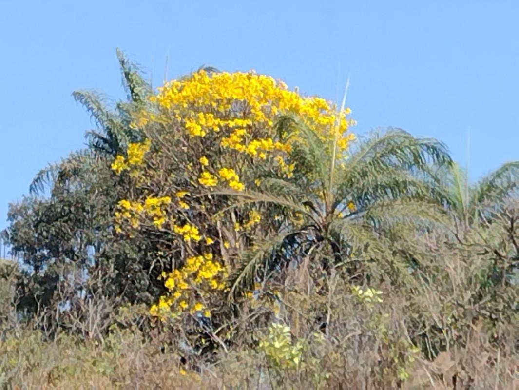 Lote, Chácara São Geraldo, 0 Quarto, 0 Vaga
