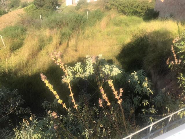 Lote, Jardim Vitória, 0 Quarto, 0 Vaga